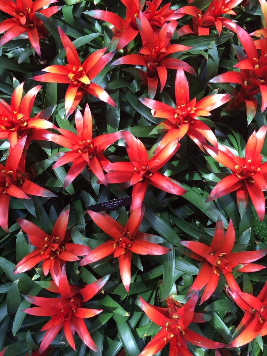 Longwood Gardens, PA
              (2017) : Photography : Susan Braha Photography and Fine Art