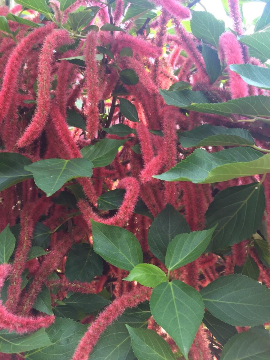 Longwood Gardens, PA
              (2017) : Photography : Susan Braha Photography and Fine Art