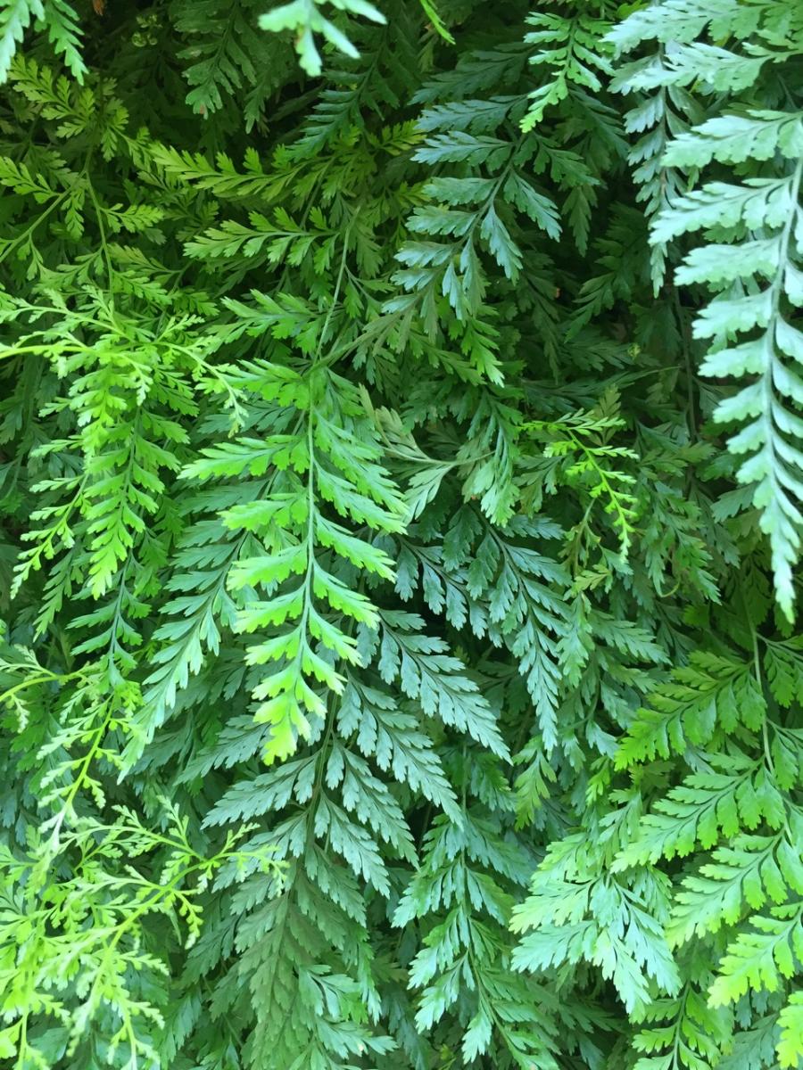Longwood Gardens, PA
            (2017) : Photography : Susan Braha Photography and Fine Art