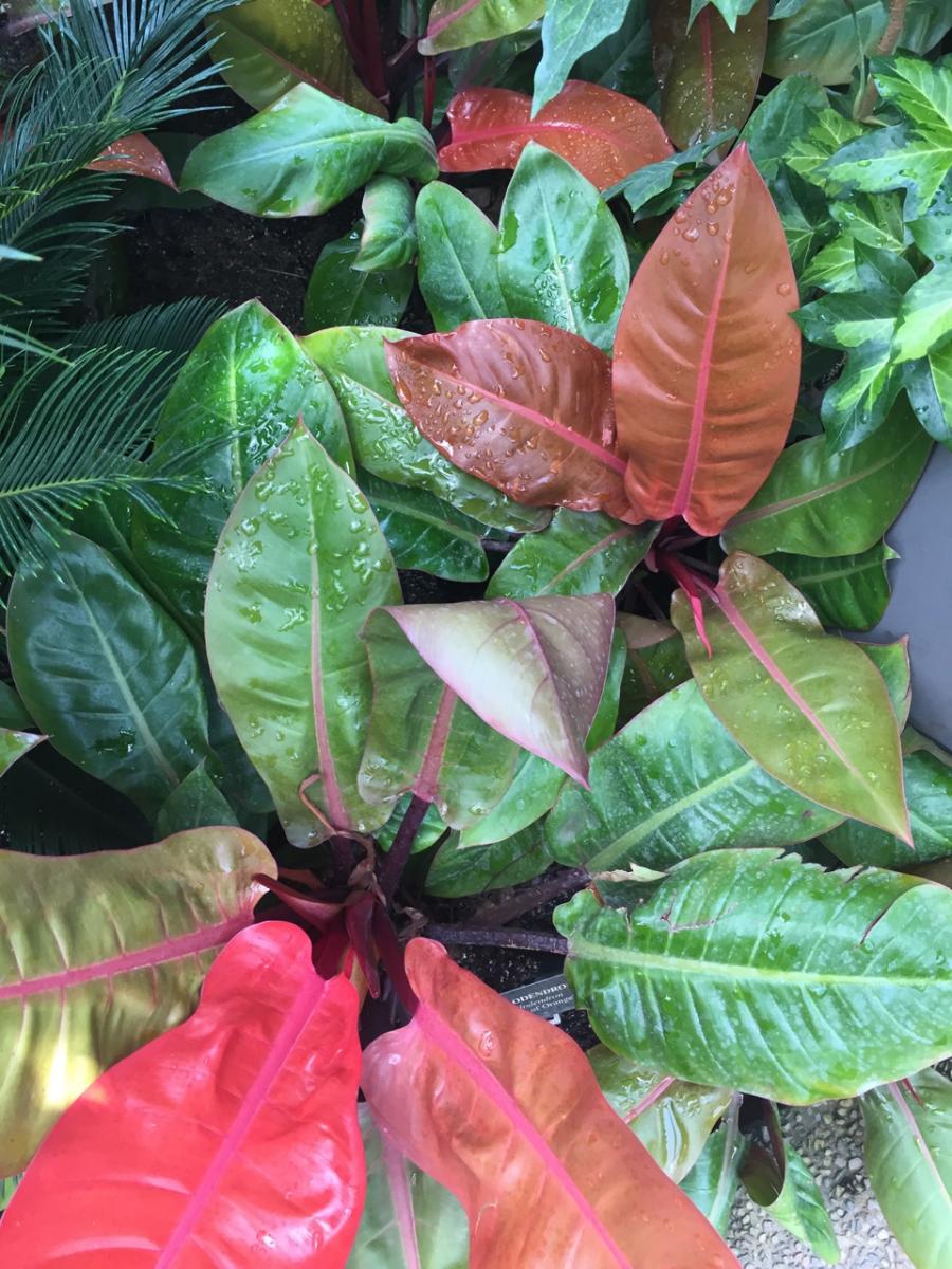 Longwood Gardens, PA
           (2017) : Photography : Susan Braha Photography and Fine Art