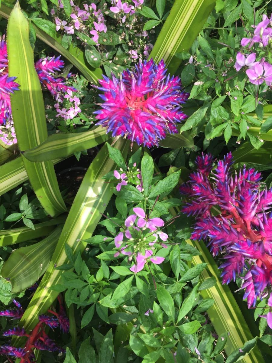 Longwood Gardens, PA
            (2017) : Photography : Susan Braha Photography and Fine Art