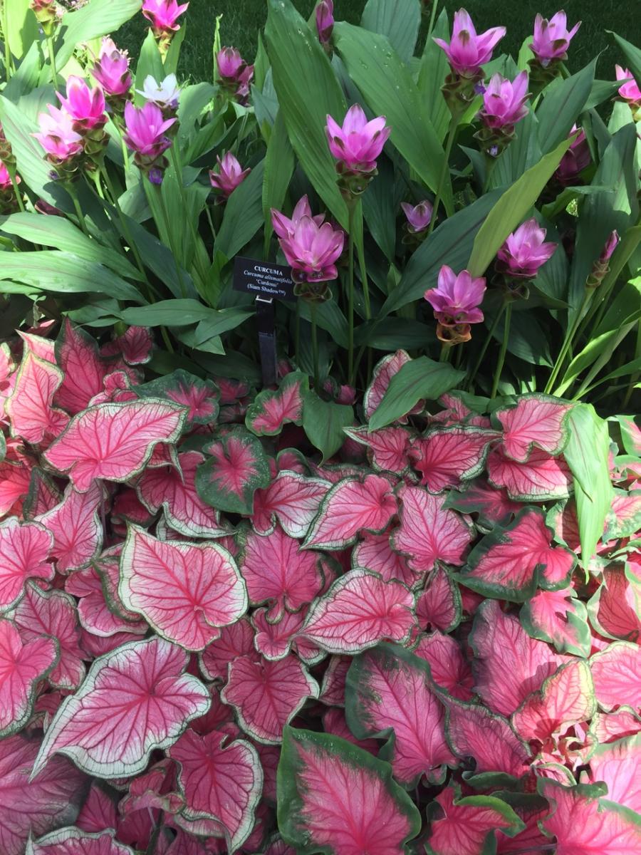Longwood Gardens, PA
             (2017) : Photography : Susan Braha Photography and Fine Art