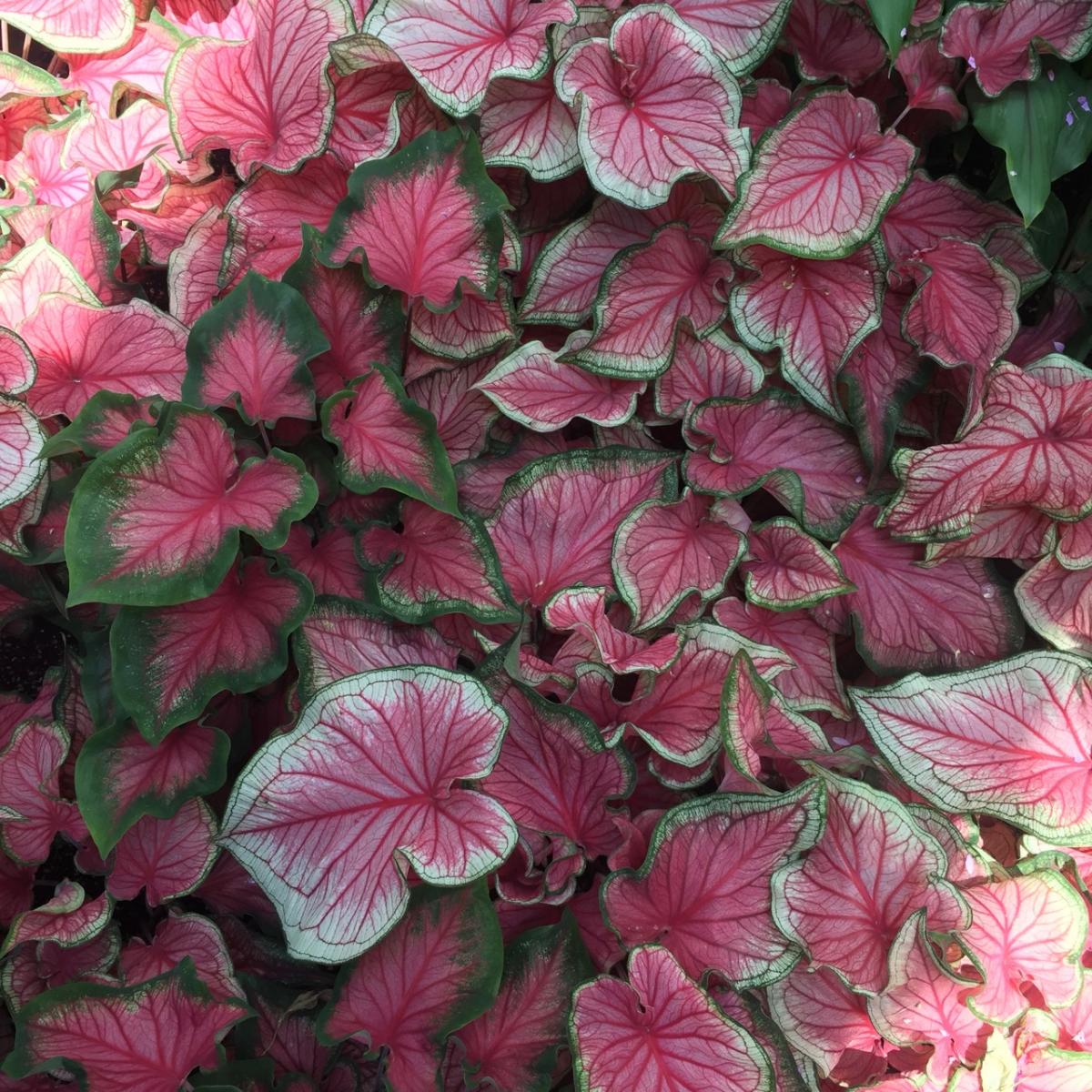 Longwood Gardens, PA
             (2017) : Photography : Susan Braha Photography and Fine Art