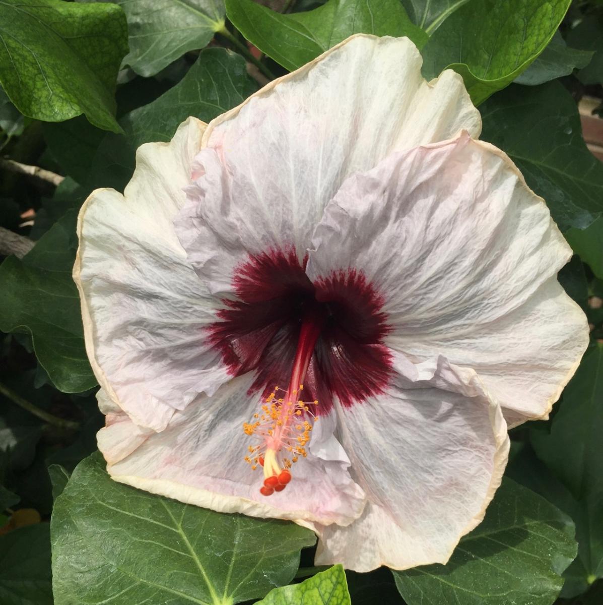 Longwood Gardens, PA
             (2017) : Photography : Susan Braha Photography and Fine Art