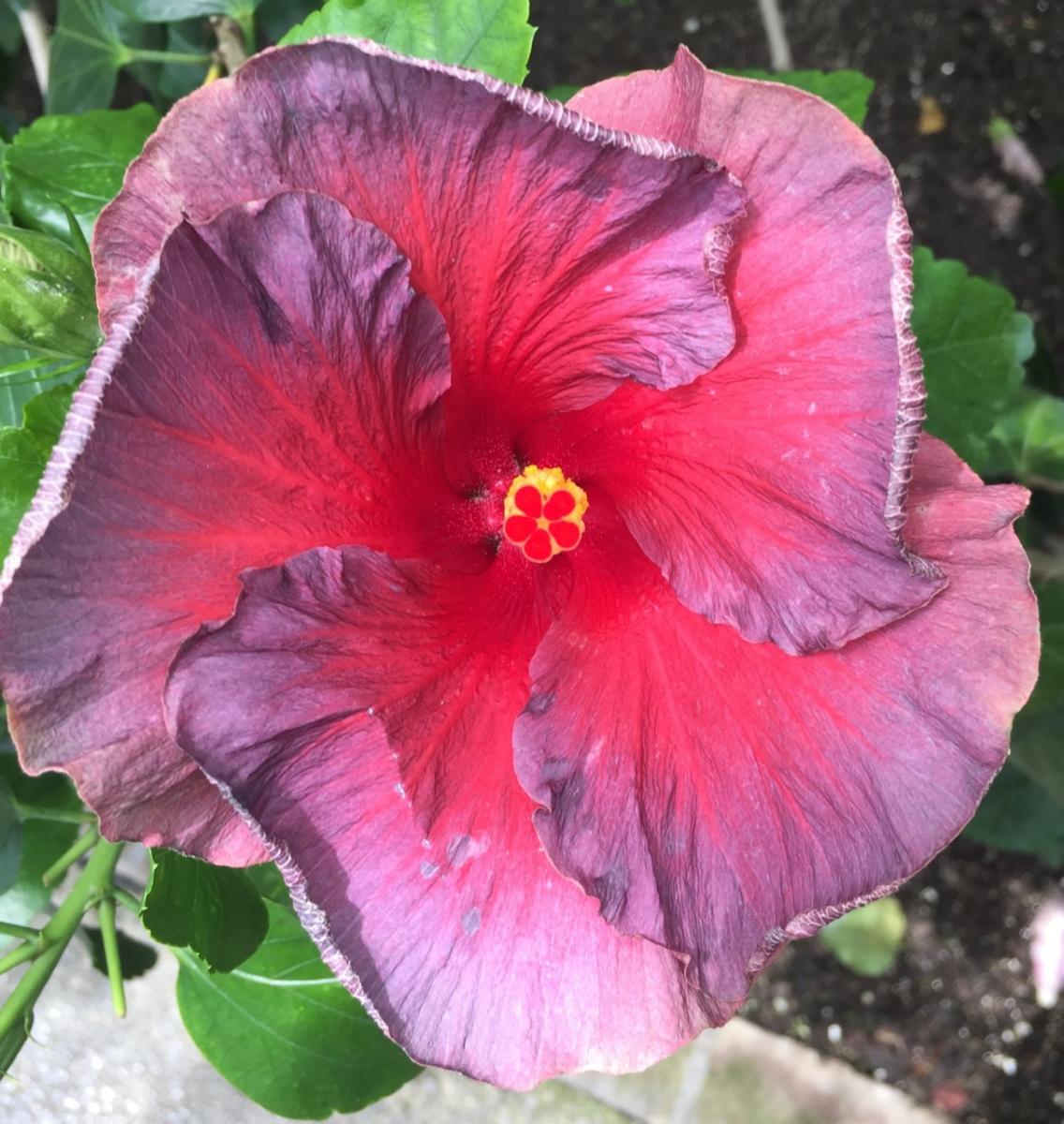 Longwood Gardens, PA
              (2017) : Photography : Susan Braha Photography and Fine Art