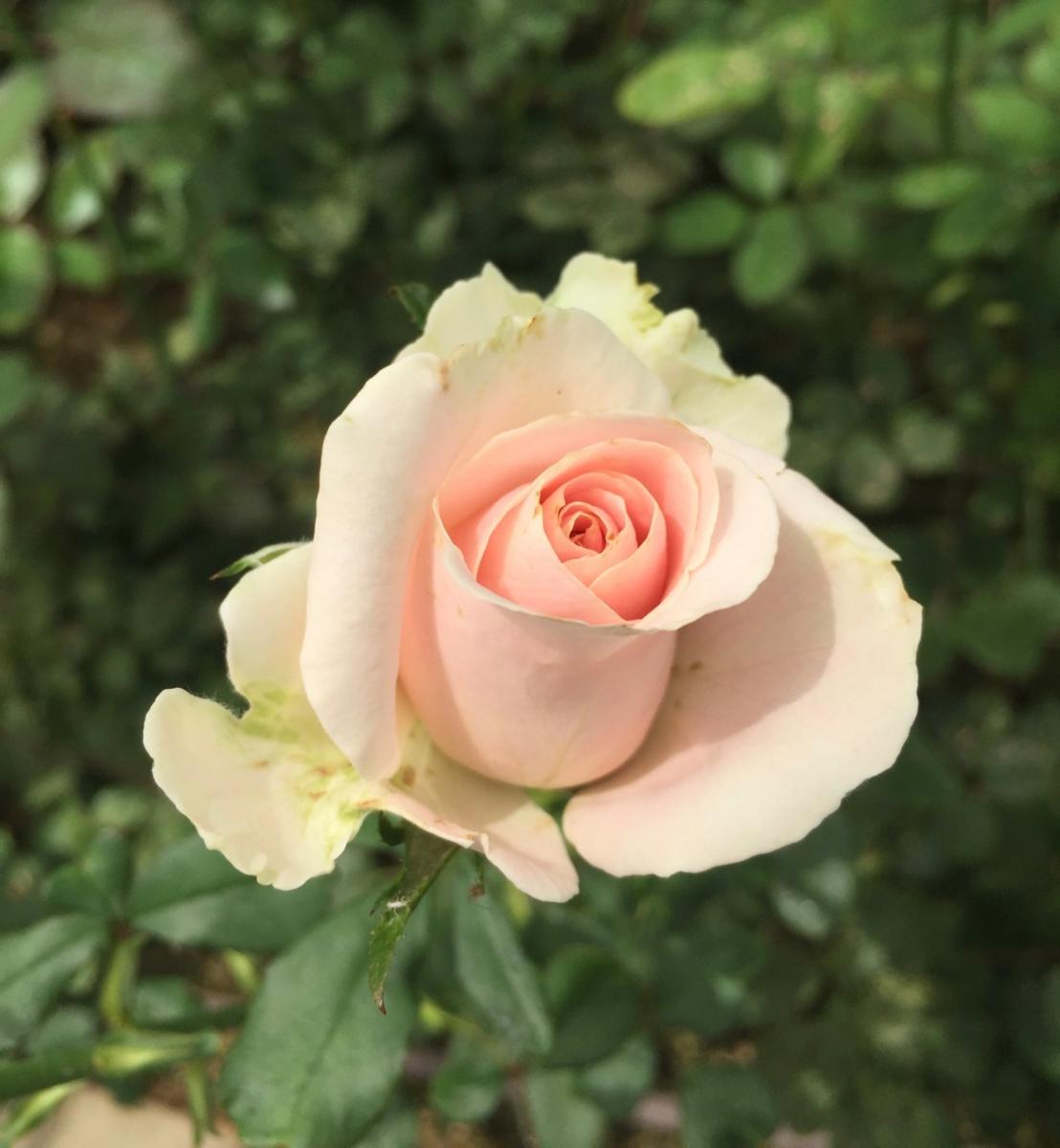 Longwood Gardens, PA
              (2017) : Photography : Susan Braha Photography and Fine Art