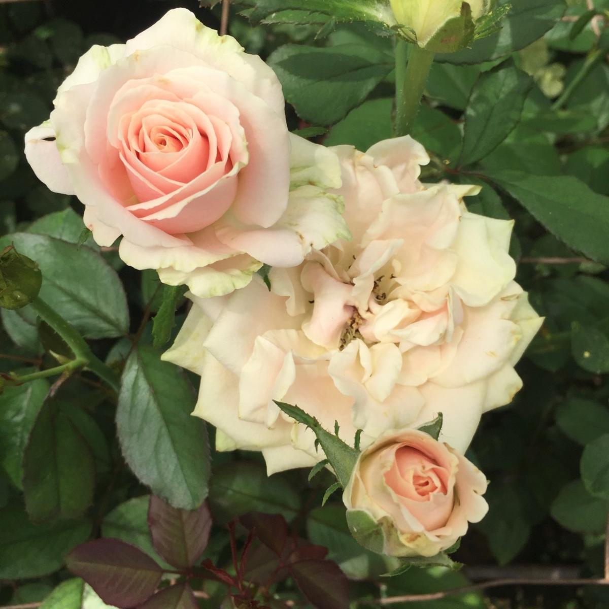Longwood Gardens, PA
              (2017) : Photography : Susan Braha Photography and Fine Art