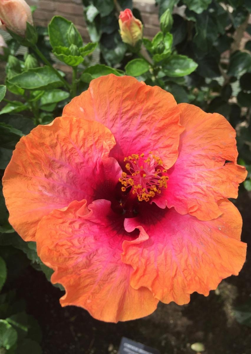 Longwood Gardens, PA
              (2017) : Photography : Susan Braha Photography and Fine Art