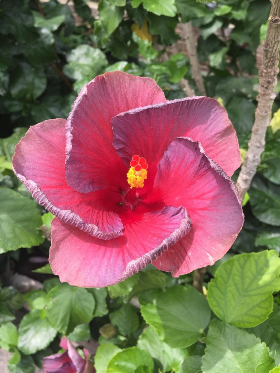 Longwood Gardens, PA
              (2017) : Photography : Susan Braha Photography and Fine Art