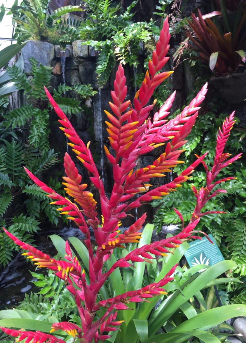 Longwood Gardens, PA
              (2017) : Photography : Susan Braha Photography and Fine Art