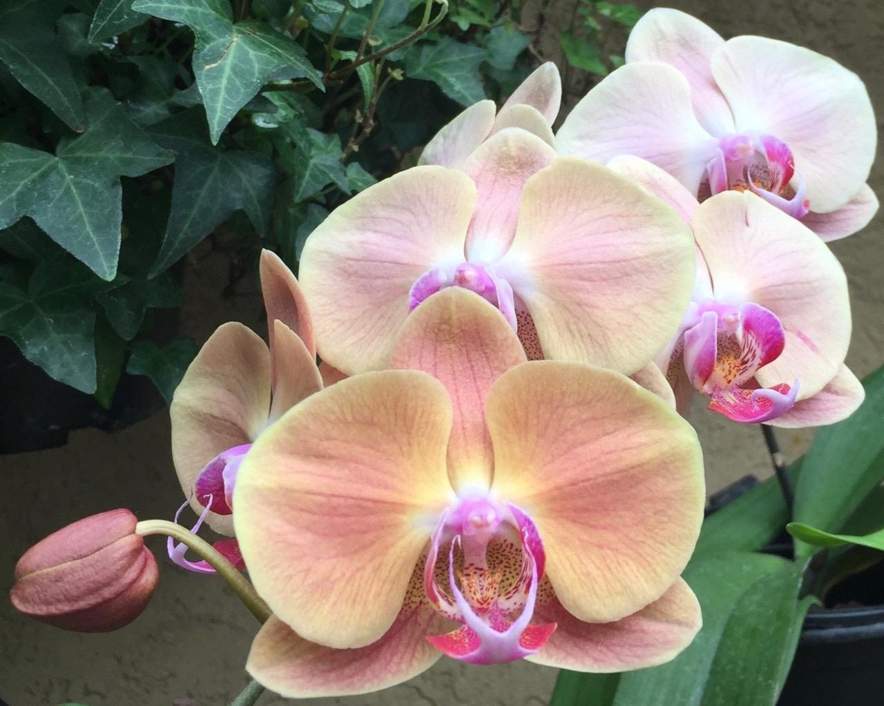 Longwood Gardens, PA
              (2017) : Photography : Susan Braha Photography and Fine Art