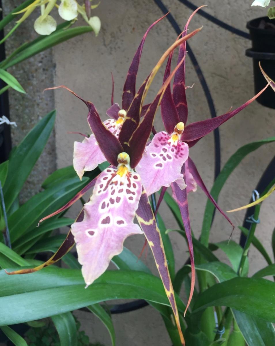 Longwood Gardens, PA
              (2017) : Photography : Susan Braha Photography and Fine Art