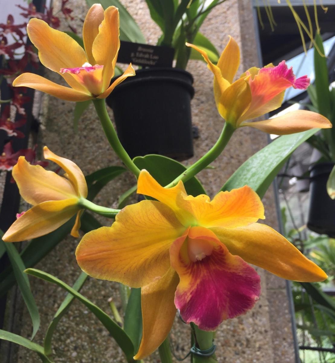 Longwood Gardens, PA
              (2017) : Photography : Susan Braha Photography and Fine Art