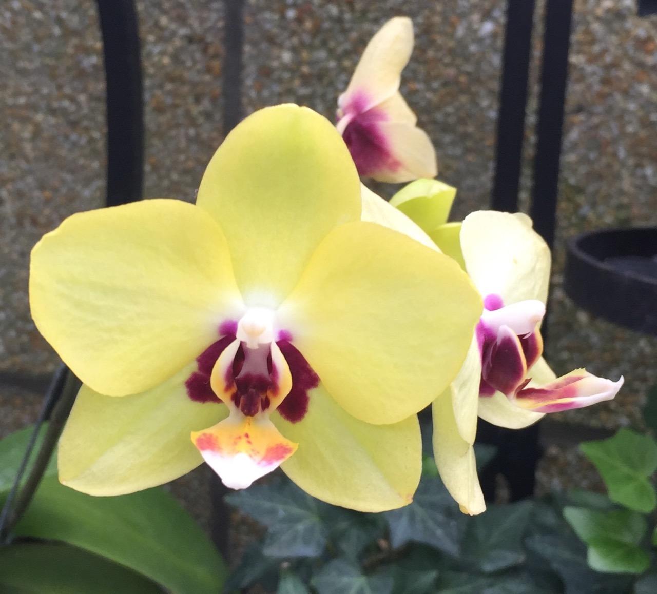 Longwood Gardens, PA
              (2017) : Photography : Susan Braha Photography and Fine Art