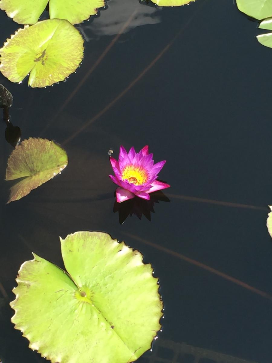 Longwood Gardens, PA
              (2017) : Photography : Susan Braha Photography and Fine Art