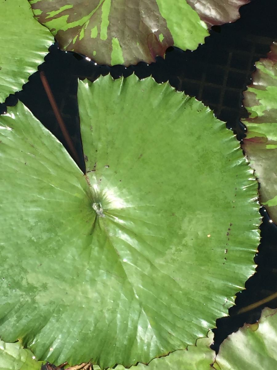 Longwood Gardens, PA
              (2017) : Photography : Susan Braha Photography and Fine Art