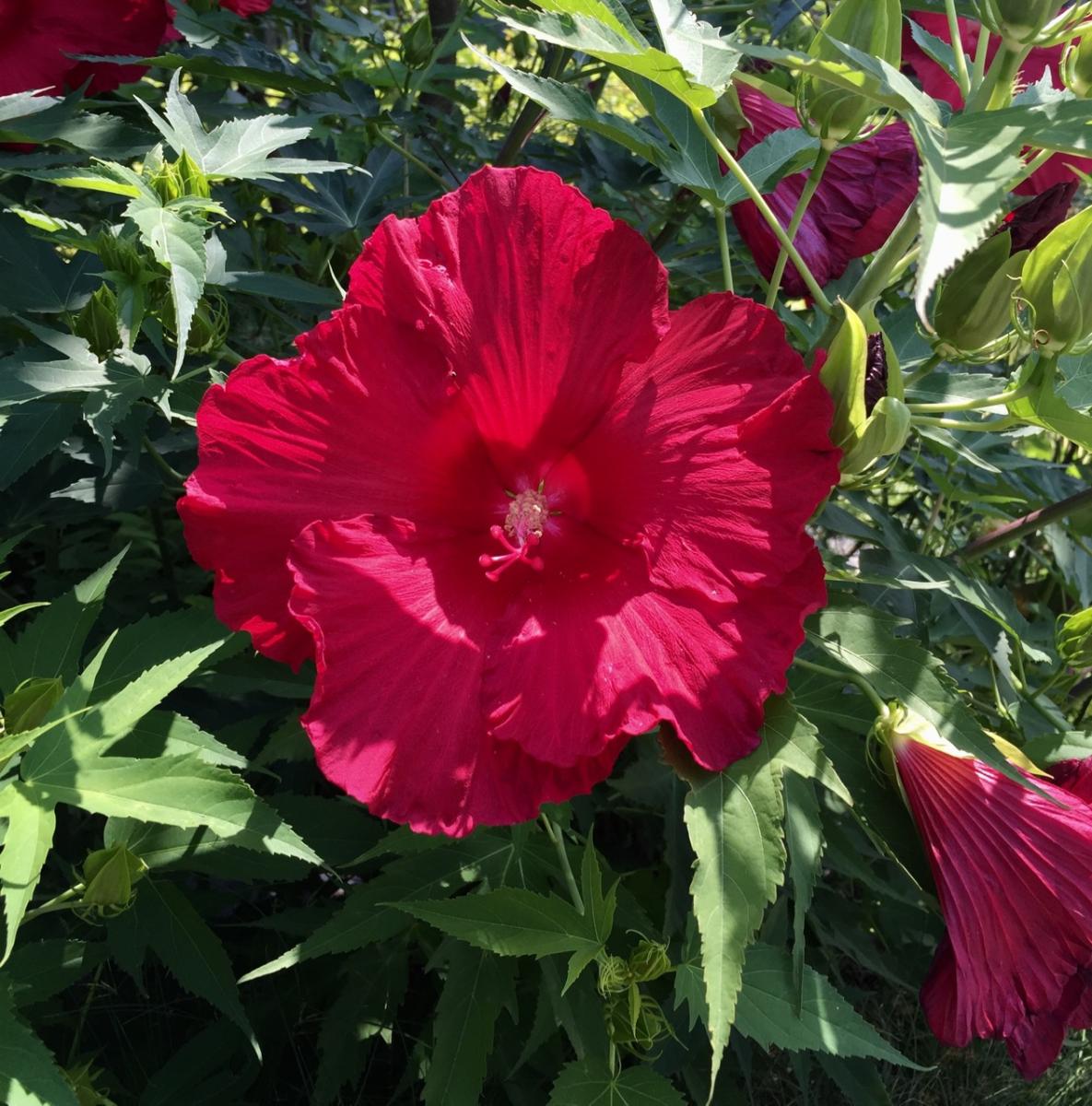 Longwood Gardens, PA
              (2017) : Photography : Susan Braha Photography and Fine Art