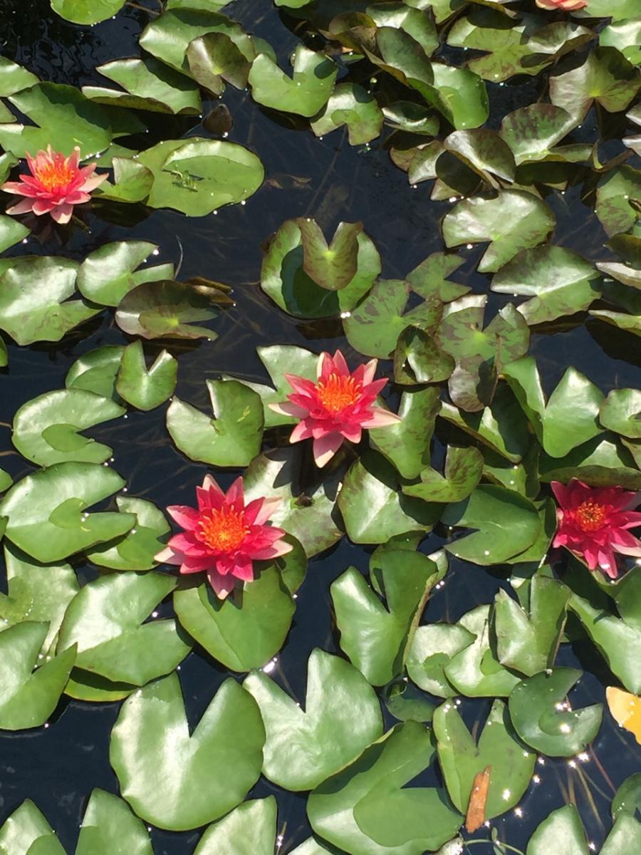 Longwood Gardens, PA
              (2017) : Photography : Susan Braha Photography and Fine Art