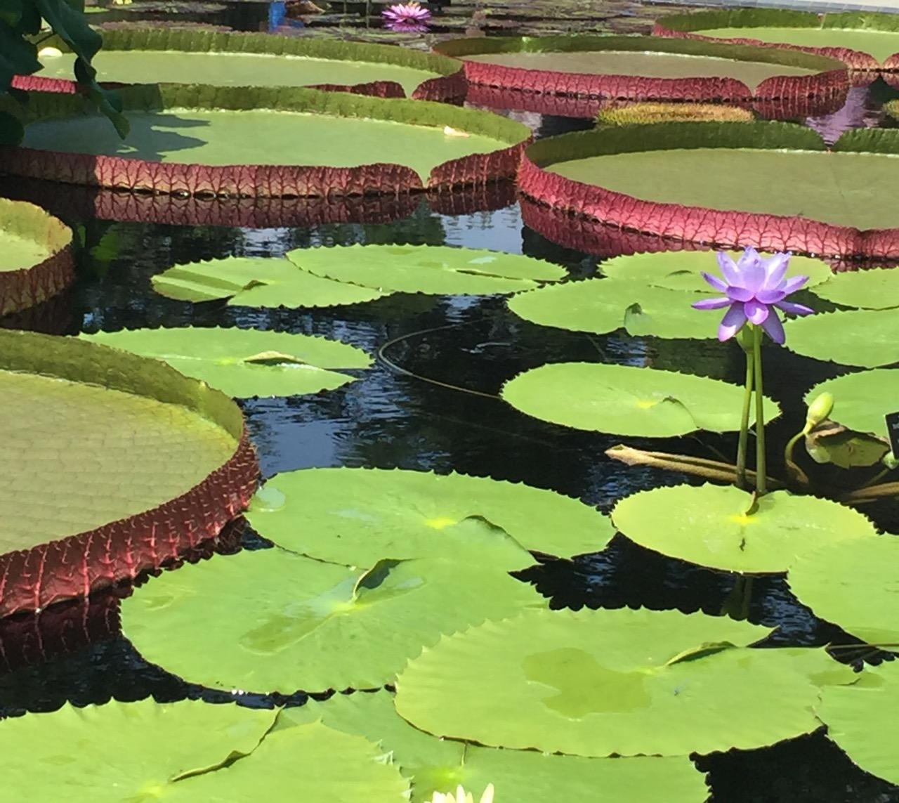 Longwood Gardens, PA
              (2017) : Photography : Susan Braha Photography and Fine Art