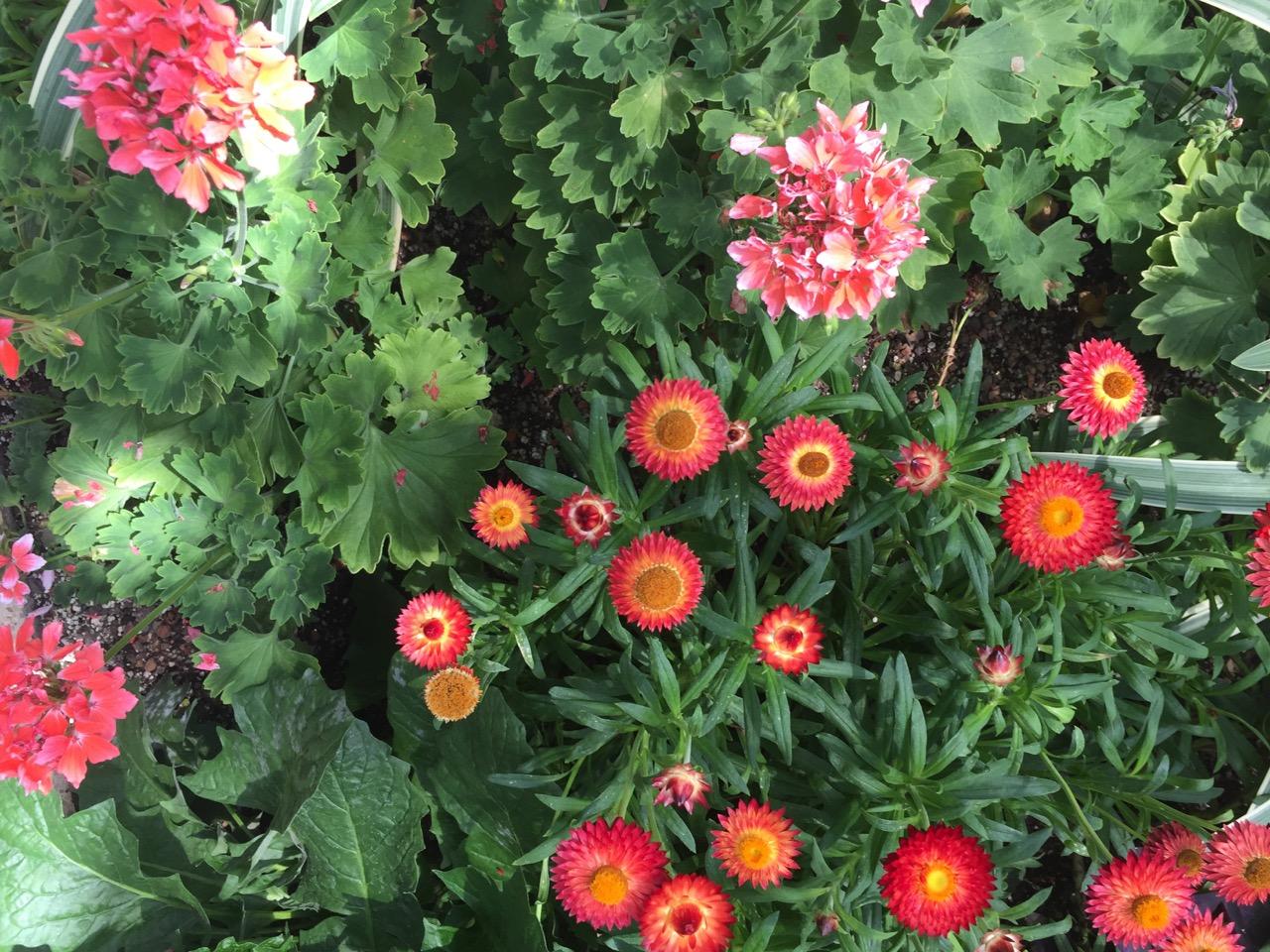 Longwood Gardens, PA
              (2017) : Photography : Susan Braha Photography and Fine Art