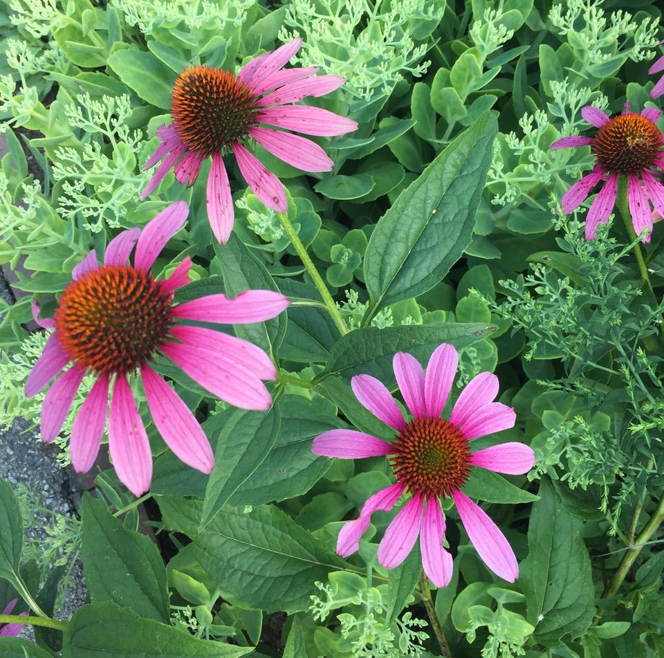 Longwood Gardens, PA
              (2017) : Photography : Susan Braha Photography and Fine Art